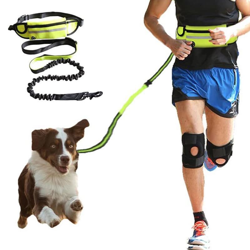 Hands-free dog walking belt large